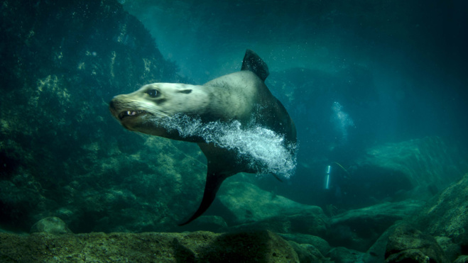 Mexique - Voyage plongée et stage vidéo avec le célèbre réalisateur René Heuzey ! Mexique - Voyage plongée et stage vidéo avec le célèbre réalisateur René Heuzey !