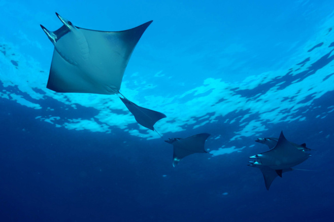 Scuba Awards : l'édition 2019 de la grande compétition de vidéo sous-marine est lancée ! Scuba Awards : l'édition 2019 de la grande compétition de vidéo sous-marine est lancée !