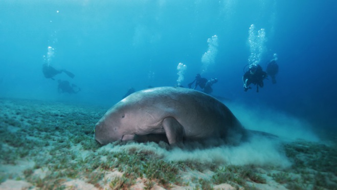 Scuba Awards : l'édition 2019 de la grande compétition de vidéo sous-marine est lancée ! Scuba Awards : l'édition 2019 de la grande compétition de vidéo sous-marine est lancée !