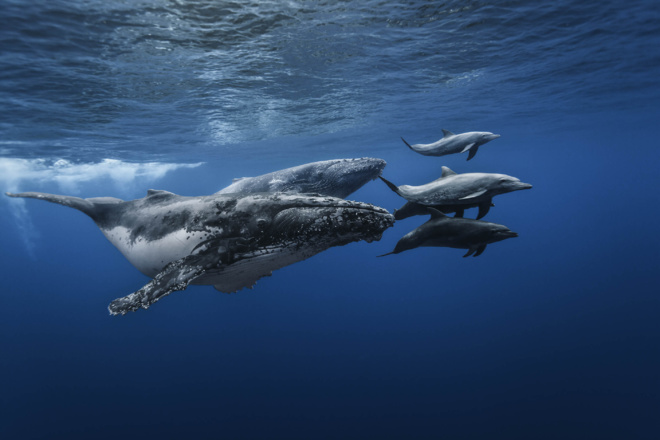 "Dans l'intimité des baleines" : un superbe livre à précommander "Dans l'intimité des baleines" : un superbe livre à précommander