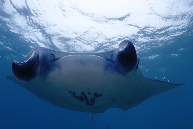 Scuba Awards : la compétition de vidéo sous-marine 2020 ! Scuba Awards : la compétition de vidéo sous-marine 2020 !