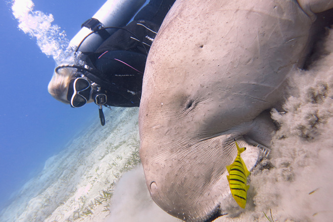 Scuba Awards : la compétition de vidéo sous-marine 2020 !