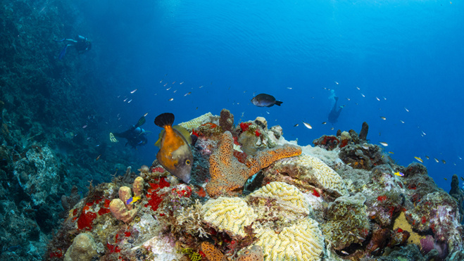 Plongée à la Dominique, l'île secrète des Caraïbes ! Plongée à la Dominique, l'île secrète des Caraïbes !