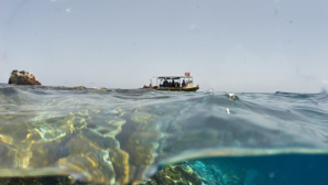 Plongée à la Dominique, l'île secrète des Caraïbes ! Plongée à la Dominique, l'île secrète des Caraïbes !
