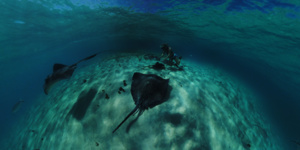 Salon International de la Plongée Sous-Marine 2020 : toutes les nouveautés ! Salon International de la Plongée Sous-Marine 2020 : toutes les nouveautés !