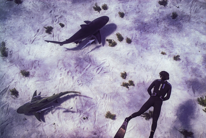 Série Lords of the Ocean - Épisode 03 : En apnée avec les requins bouledogue ! Série Lords of the Ocean - Épisode 03 : En apnée avec les requins bouledogue !