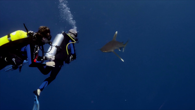 Face au requin océanique Carcharhinus Longimanus. Face au requin océanique Carcharhinus Longimanus.