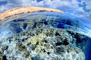 Mer Rouge - Eau Bleue : le livre de plongée de l'année !