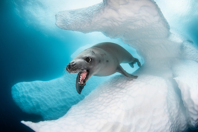 ANTARCTICA : le livre du photographe Greg Lecœur sur l'expédition polaire avec Guillaume Néry !