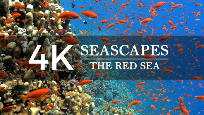 SEASCAPES 4K : 1 heure d'immersion relaxante en mer Rouge !