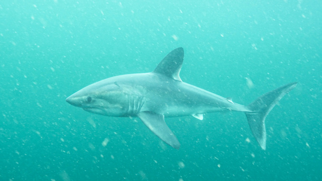 Série Lords of the Ocean - Saison 02 - Épisode 01 : requins taupe en Bretagne Nord !