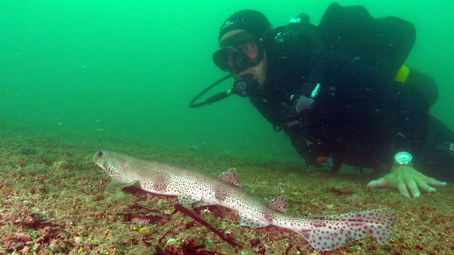 Série Lords of the Ocean - Saison 02 - Épisode 02 : les requins de la rade de Brest ! Série Lords of the Ocean - Saison 02 - Épisode 02 : les requins de la rade de Brest !