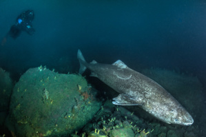 Rencontre avec le requin du Groenland