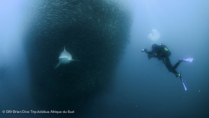 Dive Trip Adékua : le site qui révolutionne l’organisation des vacances plongée ! Dive Trip Adékua : le site qui révolutionne l’organisation des vacances plongée !