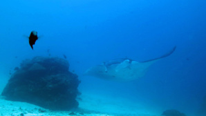 Le célèbre site de plongée "Manta Sandy" Le célèbre site de plongée "Manta Sandy"