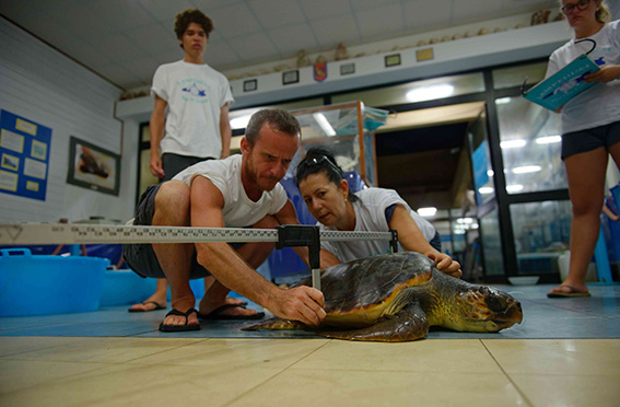 Mission de soutien de la fondation Octopus à la clinique pour tortues marines de Lampedusa en Italie.