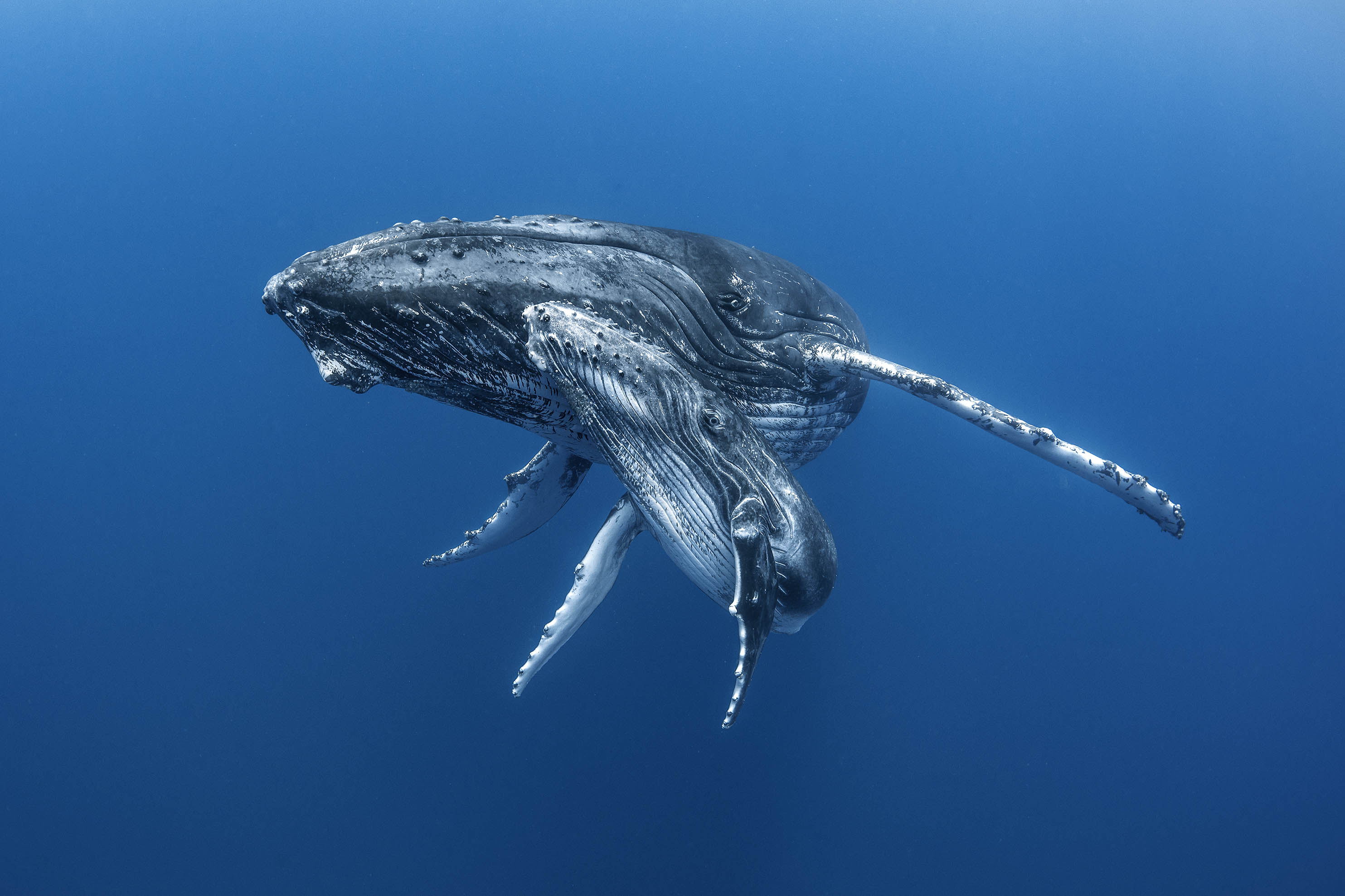 "Dans l'intimité des baleines" : un superbe livre à précommander