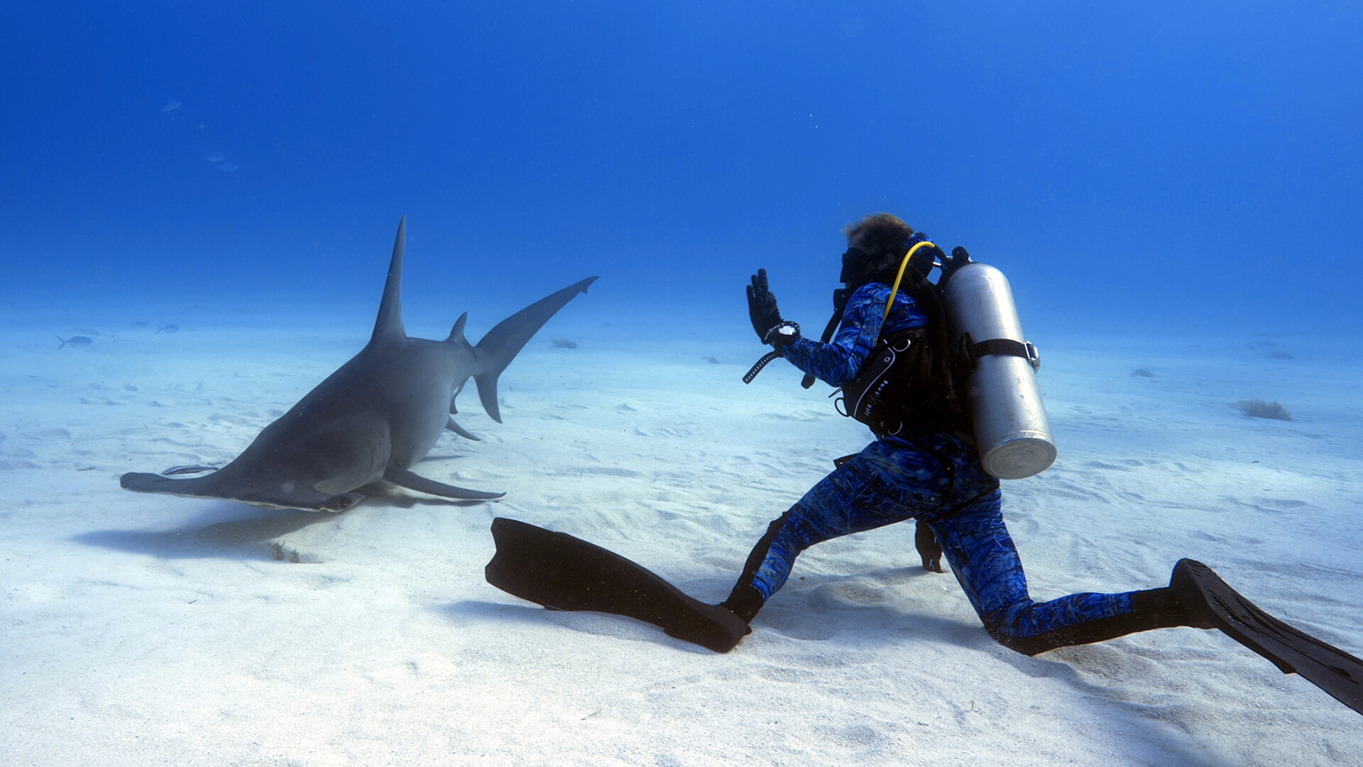 Série Lords of the Ocean - Épisode 04 : Avec les grands requins-marteau et les tigres aux Bahamas !