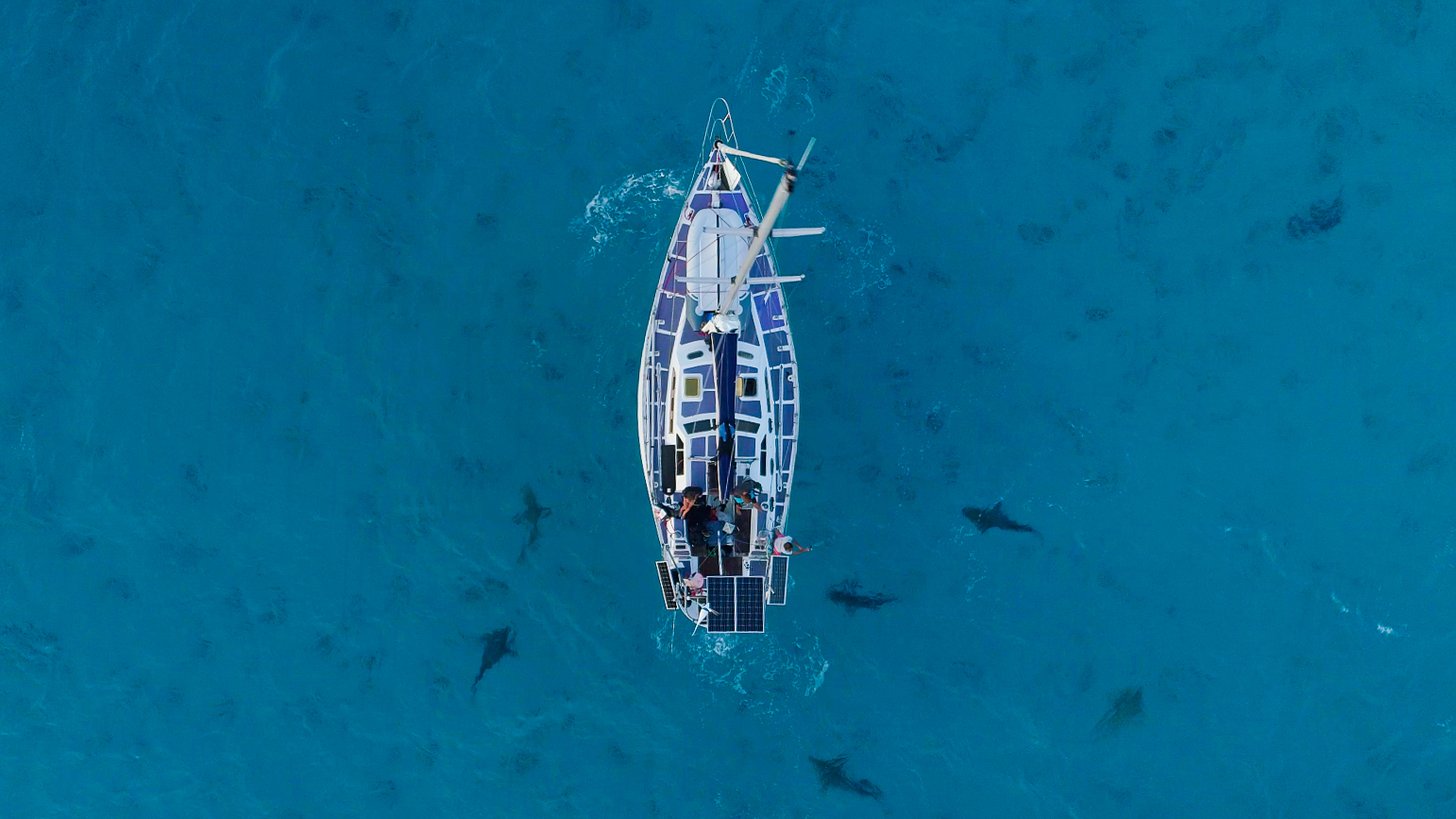 Série Lords of the Ocean - Épisode 04 : Avec les grands requins-marteau et les tigres aux Bahamas !