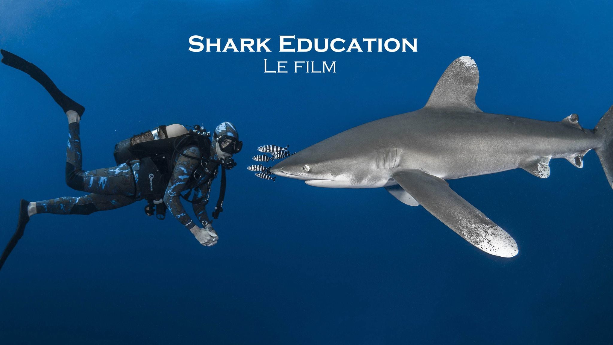 "Shark Education", le film : participez à l'aventure !