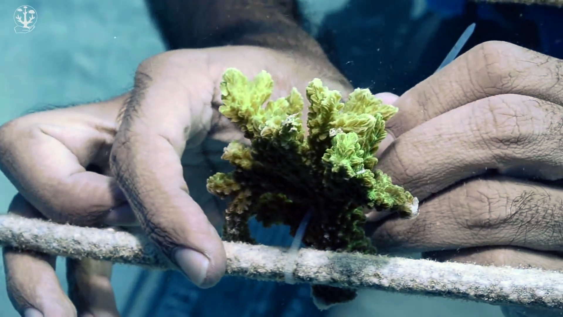 La réimplantation du corail