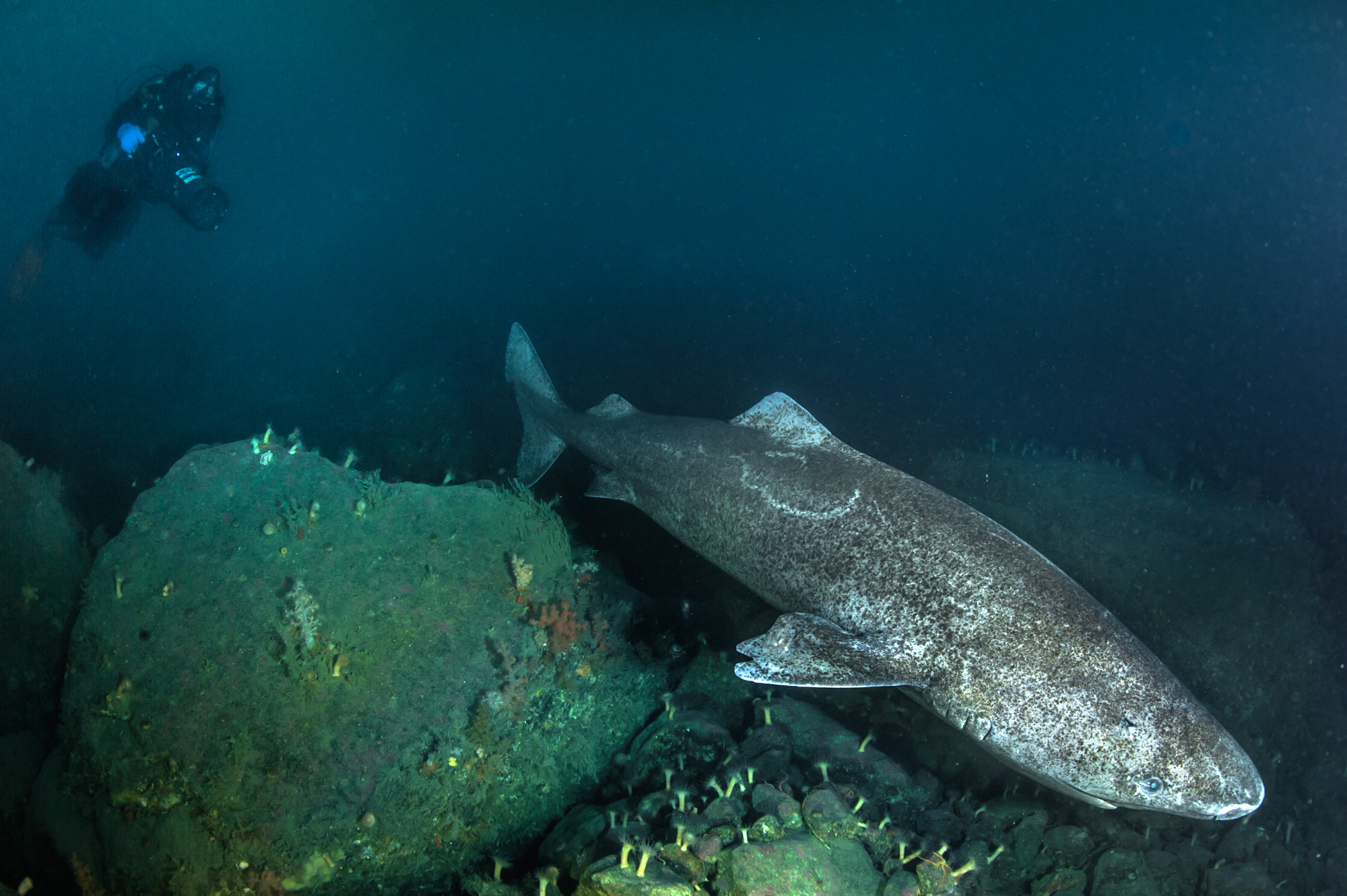 Rencontre avec le requin du Groenland Rencontre avec le requin du Groenland