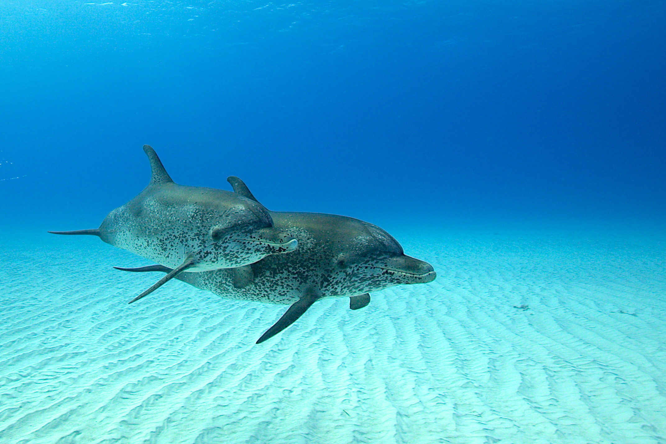 Les Bahamas : une des plus belles destinations au monde pour plonger avec les dauphins !