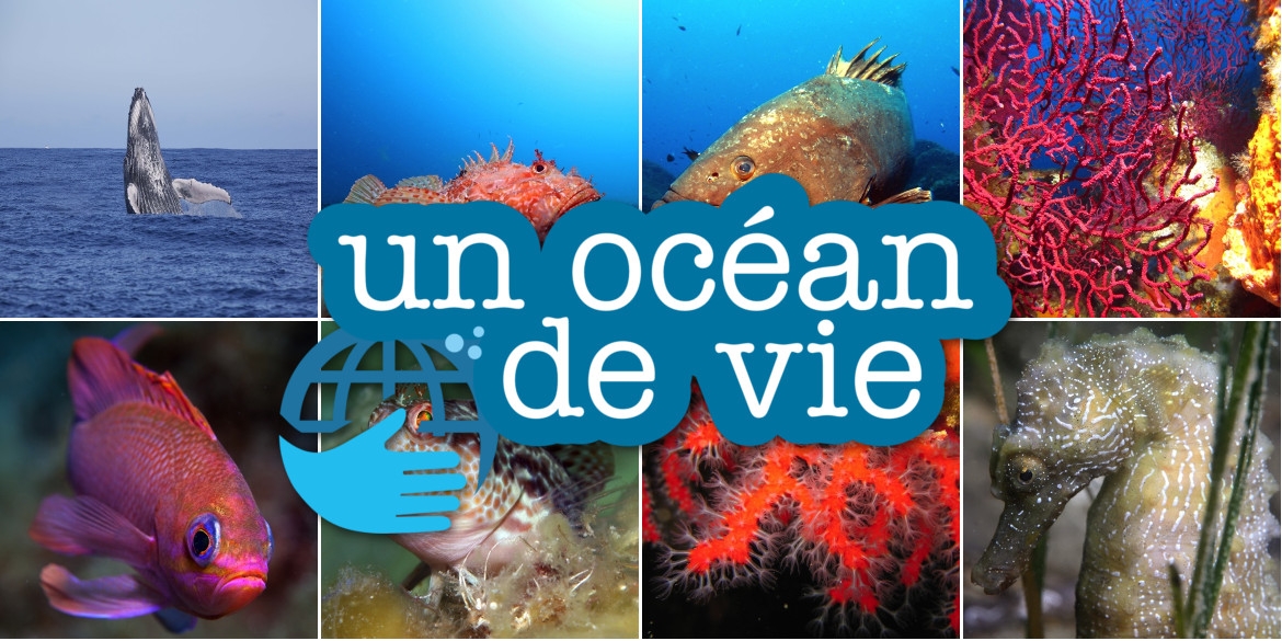 "Un Océan de Vie" : sauvons les mers de la pollution et des déchets !