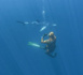 https://magazine.plongee-sous-marine.tv/Serie-Lords-of-the-Ocean-Saison-02-Episode-03-les-requins-de-Mediterranee_a130.html