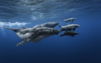"Dans l'intimité des baleines" : un superbe livre à précommander
