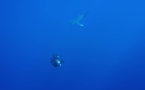 Série Lords of the Ocean - Épisode 05 : Avec les requins longimane et en apnée dans le Blue Hole !
