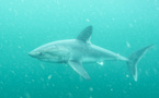 Série Lords of the Ocean - Saison 02 - Épisode 01 : requins taupe en Bretagne Nord !