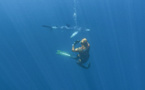 Série Lords of the Ocean - Saison 02 - Épisode 03 : les requins de Méditerranée