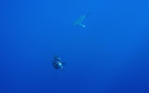 Série Lords of the Ocean - Épisode 05 : Avec les requins longimane et en apnée dans le Blue Hole !